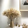 YC’s CHOICE 100 pcs Dried Pampas Grass Decor,Raw Color,20″ Tall Plants for Wedding Bouquets Arrangements or Boho Home Decoration,Rustic Living Room Decor