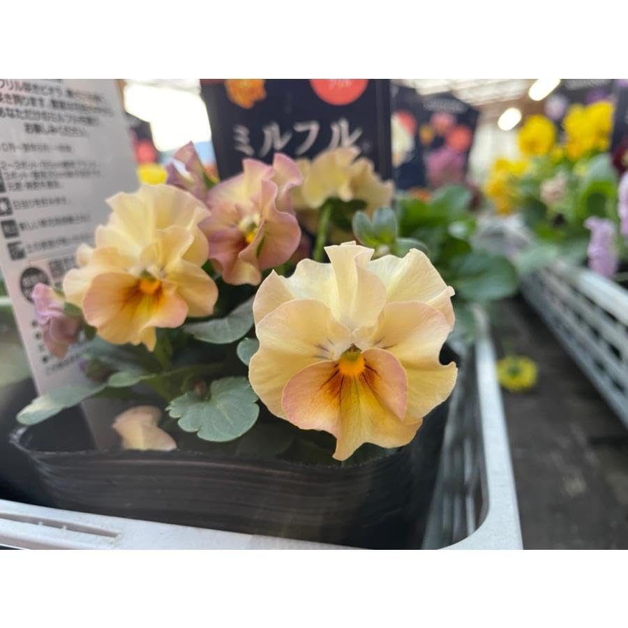 Amazon.co.jp: ミルフル アンティークフリル イエローミックス 3.5号