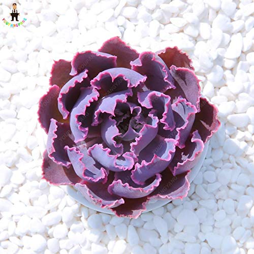 Ponak New 200pcs Mini Succulent Lithops Plant Seeds for Beautiful Gardening Purple
