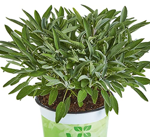 Salvia Officinalis Natural Planta para Jardines o Terrazas