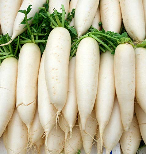 Creative Farmer Vegetable Seeds Long Radish Seeds - Radish Seeds Seeds For Garden Home Garden Seeds (B07N48BLVS) Amazon Price History, Amazon Price Tracker