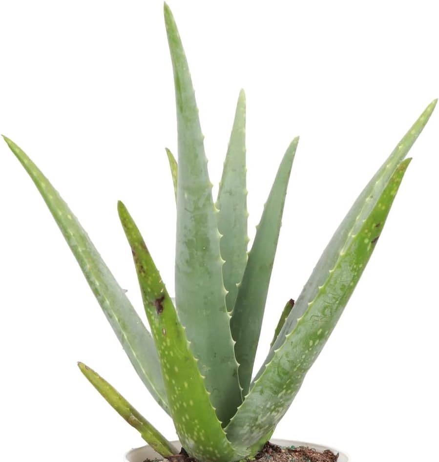 Thorsen's Greenhouse Live Aloe Vera Plant, Aloe Barbadensis Miller, Live Indoor Plant, 6" Diameter Pot