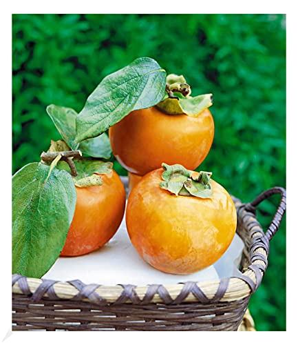 BALDUR Garten Winterharte Kaki, Sharon-Frucht, 1 Pflanze, Diospyros kaki,...