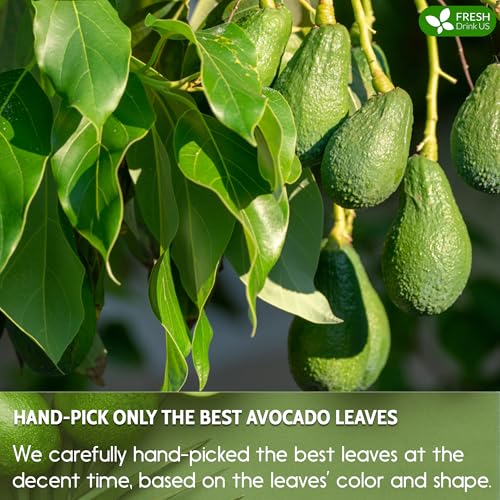 Image of FRESHDRINKUS, Premium 16oz Avocado Dried Leaves, 100% Natural & Pure form Avocado Leaves, Avocado Leaf Tea, Avocado Herbal Tea, No Additives, No Caffeine, Vegan