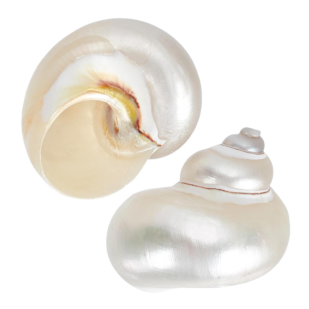 PH PandaHall 2pcs Large Hermit Crab Shells, 2.2x1.8x1.6 inch Natural Sea Conch Ornament Turbo Seashells for DIY Crafts Pet Crab Habitat Aquarium Resin Candle Decorations Projects, White