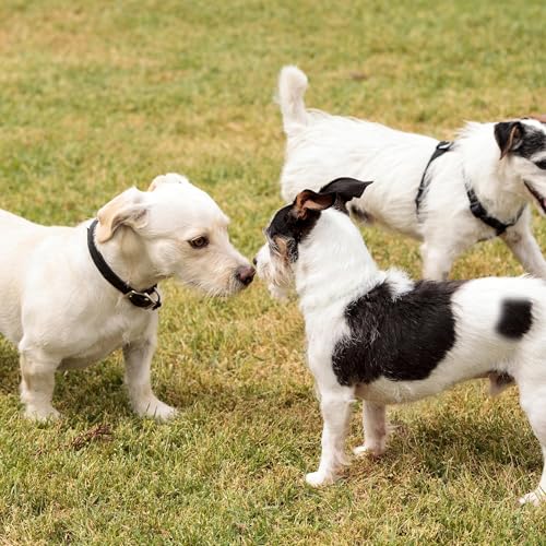 『Dog Socialization』のカバーアート