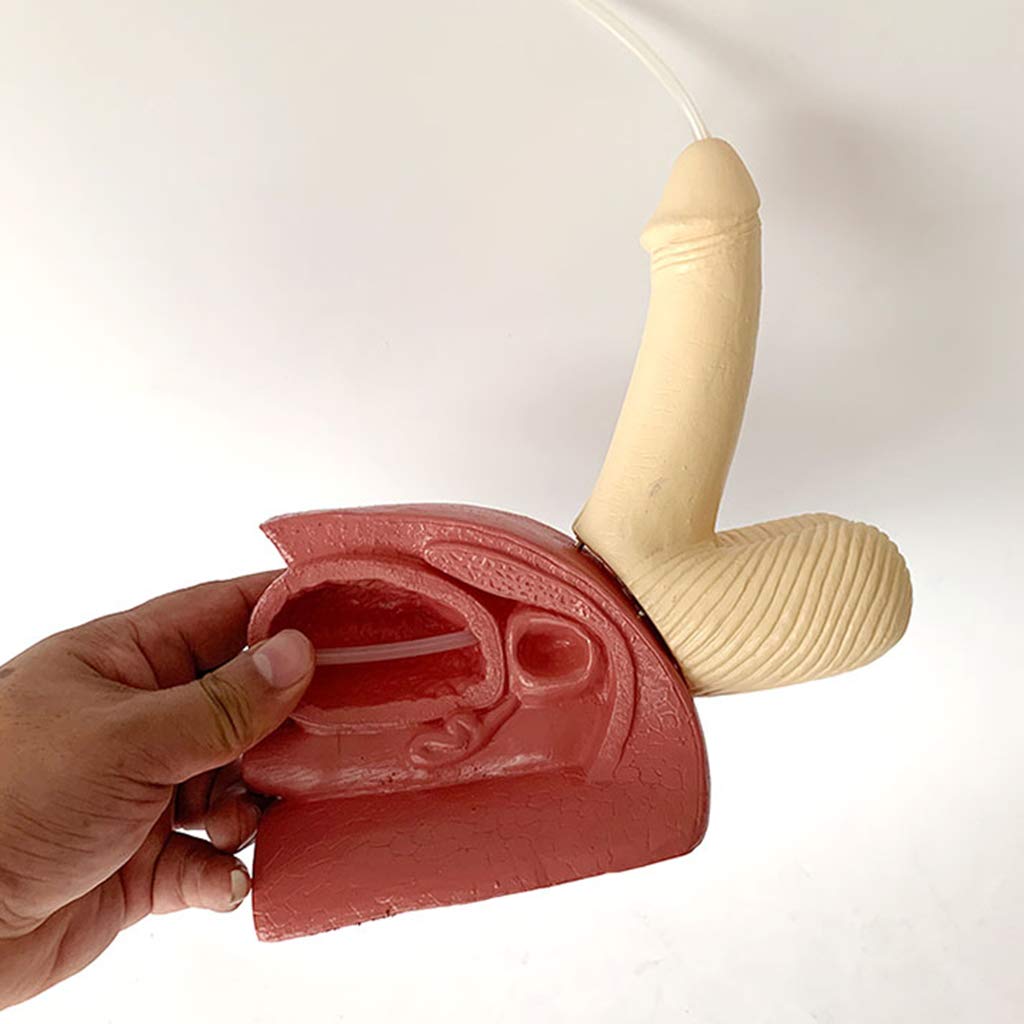 Modèle de cathétérisme Huili - Modèle de Structure reproductrice Interne et Externe de l'urètre Masculin - Modèle de Pratique de Chirurgie médicale de cathétérisme d'intubation