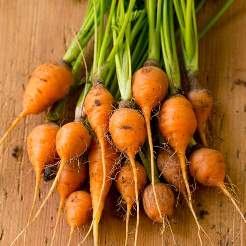Carrot Paris Market Round Seeds – Sweet, Tender, Small Globe Carrots – Quick Growing & Heirloom Variety – Ideal for Kids – for Your Kitchen Garden