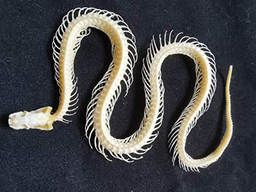 Real Snake Skeleton Animal Specimen In Science Classroom Specimens For Science Education #TOP1