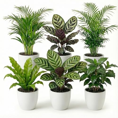 Ecoworld Luftreinigende Pflanzen – 6er Set Echte Zimmerpflanzen mit Weißen Töpfen – Tierfreundliche und Pflegeleichte Grünpflanzen – Ideal für Wenig Licht – Ø 12 cm ↥ 40 cm