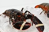 New England Live Lobsters, 1.25 lb Each, Approx 20 Count, 25 lb Case, Fresh and Sustainably Sourced