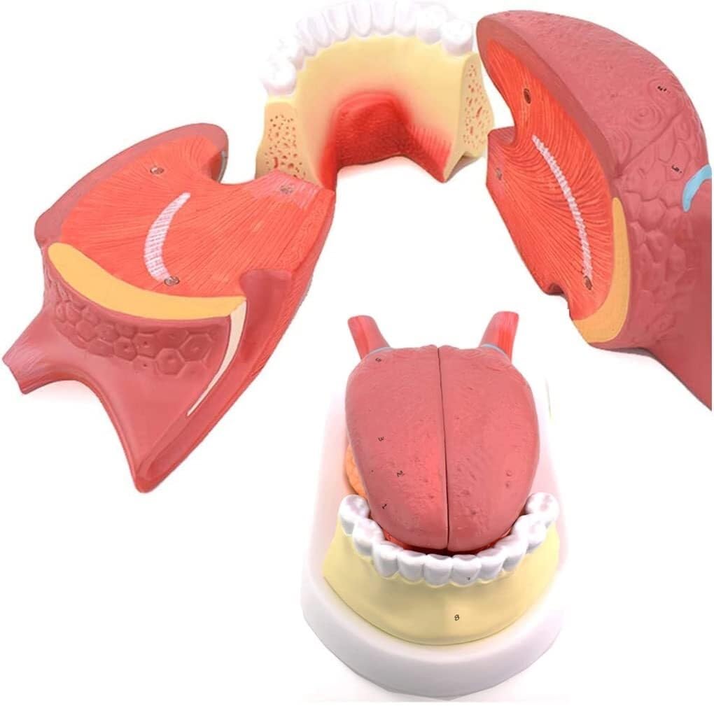 Modello anatomico della Lingua Umana, Modello anatomico dei Denti della Lingua, Modello di Simulazione della Struttura della Lingua Umana, Modello didattico dell'anatomia Muscolare