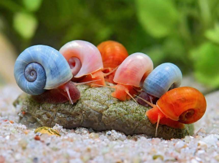 Ramshorn Snails Mixed Colour x 10 Blue, Pink, Orange,Red Leopard, Brown, Aquarium Cleaners, Algea Eaters Fish Tank Clean up crew