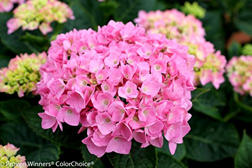Let's Dance Blue Jangles Reblooming Hydrangea, Live Shrub, Blue Or Pink Flowers, 4.5 In. Quart #TOP6