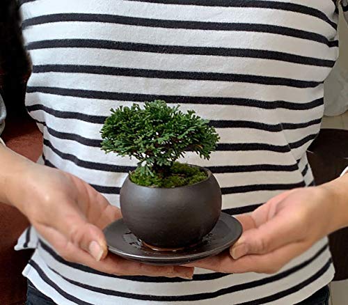A*I様 連山檜　鉢かっこいいです 連山檜 – bonsailife686868