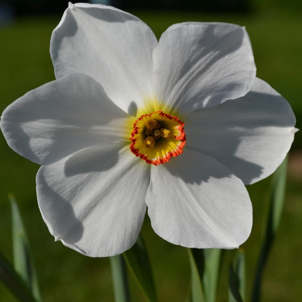 Blumenzwiebeln Narzissenzwiebeln Poeticus-Narzissen Actaea (Dichternarzisse) (25 Zwiebeln)