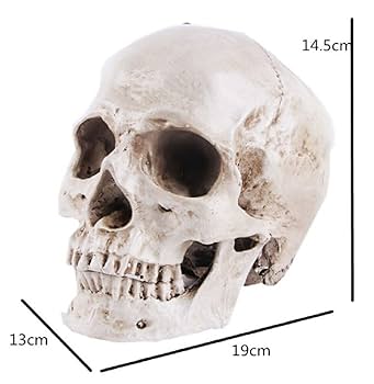 頭蓋骨　模型　骨格　標本 楽天市場】頭蓋骨模型 人類の頭蓋骨模型 実物大、医療解剖学的