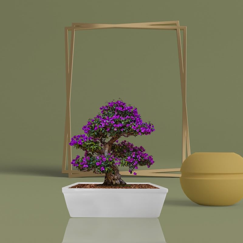 See full amazon price history chart for Lasaki Square Downey Small White Ceramic Pots for Indoor Plants,Planters,gamla,Outdoor,Balcony,Home,Square,Garden,Office Decor,Succulent(L-20 X W-20 X H-7 cm)(Plants not Included) Lasaki Square Downey Small White Ceramic Pots for Indoor Plants,Planters,gamla,Outdoor,Balcony,Home,Square,Garden,Office Decor,Succulent(L-20 X W-20 X H-7 cm)(Plants not Included) (B0CVH21K9M) Amazon Price History, Amazon Price Tracker