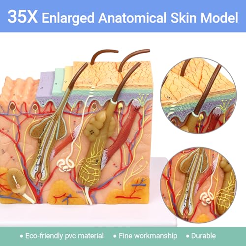 Image of HADWYN 35X Skin Layers Anatomical Model,Enlarged Anatomy Skin Model for Science Study or Patient Education
