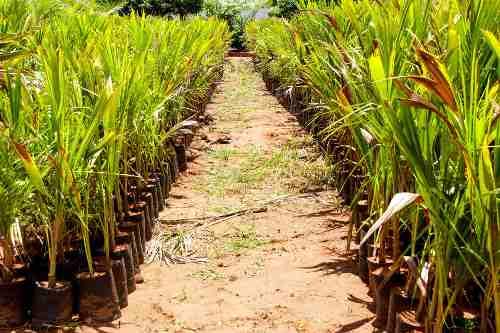 Muda De Coco Amarelo