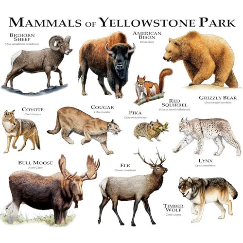 Taza Café Cerámica 11 oz Mamíferos Yellowstone miniatura 2