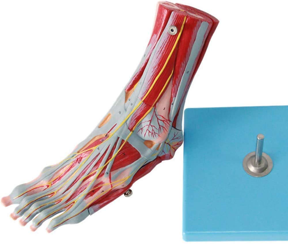 Buy Anatomical Model Anatomy Muscles Foot, Foot Muscle Attachment Model