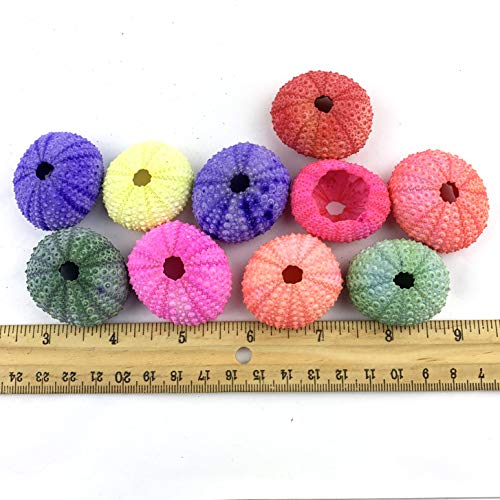 Worlds Dyed Assorted Sea Urchins Sea Shell 10PC 1"-2" Inch