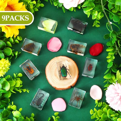 Beeveer GRE-BEEVEER-272 9 Pcs Insect In Resin Specimen Bugs Collection Paperweights Arachnid Butterfly Bug Toys Different Real Bugs In Resin Educational Science Classroom Specimens Display Supplies thumb #1