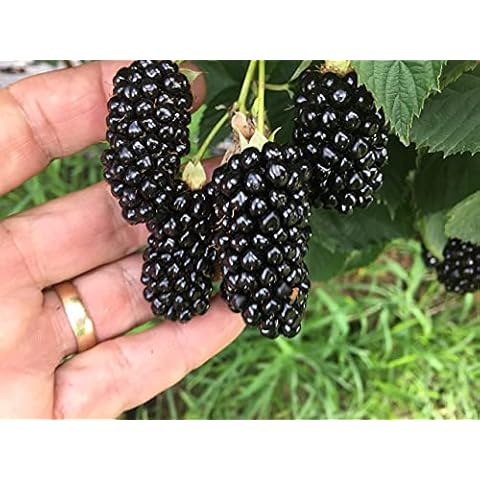 BlackBerry Plants Big Daddy Price Includes Four (4) Plants Cover