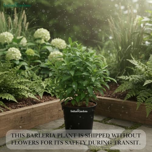 Image of Indian Gardens - White Colour Barleria cristata /Decemeber flower plant with 6 inch White Pot