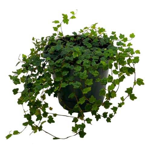 Live Ficus Pumila Quercifolia