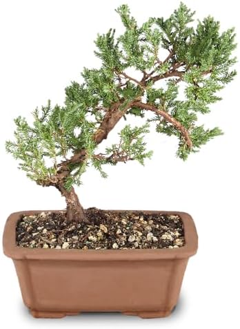 Brussel's Bonsai - Live Green Mound Juniper Bonsai Tree, Outdoor ...