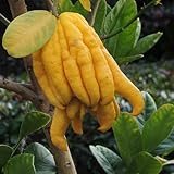 ＩＴＡＮＳＥ 仏手柑 (ぶっしゅかん) 4.5号 1個売り 果樹苗 柑橘 苗木 香酸柑橘 学名：Citrus medica var. sarcodactylis ミカン科 別名：フィンガード・シトロン fingered citron 手仏手柑(てぶしゅかん) 先端が指のように分かれている独特の形状が特徴 売繁盛や健康長寿を願った縁起物として飾られることが多い 果皮を砂糖漬けやマーマレードに