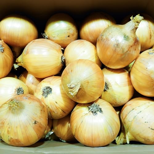 淡路島産 新玉ねぎ5kg