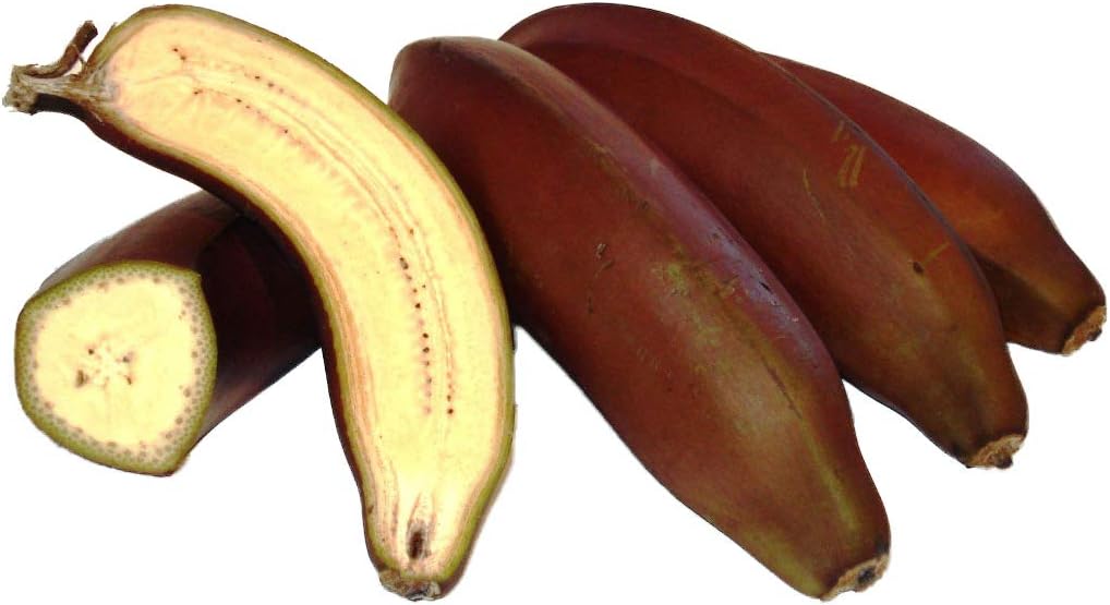 10+ Fresh Musa Acuminata edible Dwarf Banana tree plant seeds tropical fruit