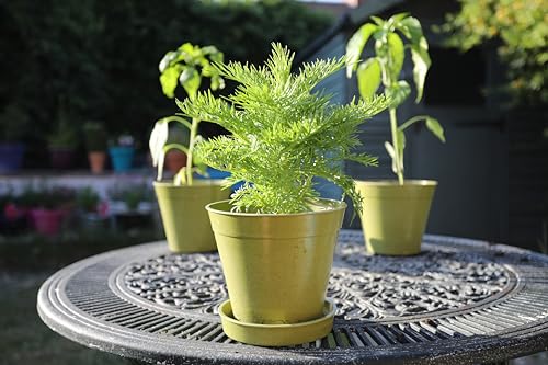 Haxnicks POT130101 Tierra Garden - Haxnicks 6 Inch Green Bamboo Pot  thumb #2