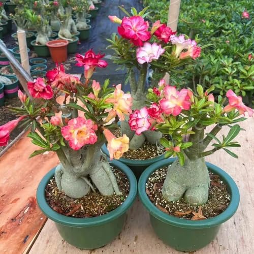 Semillas de rosa del desierto, jardín de rocas raras interior exóticas jardín cortadas cama elevada del balcón interior decoración sala estar trepadoras 10pcs