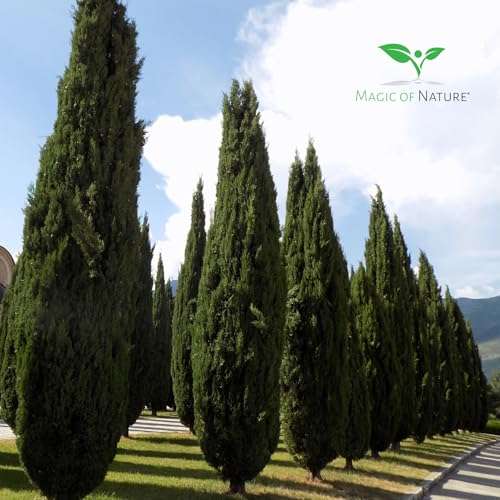 Säulenzypresse 100 Samen - Mittelmeer Zypresse - der Blickfang in jedem mediterran gestalteten Garten