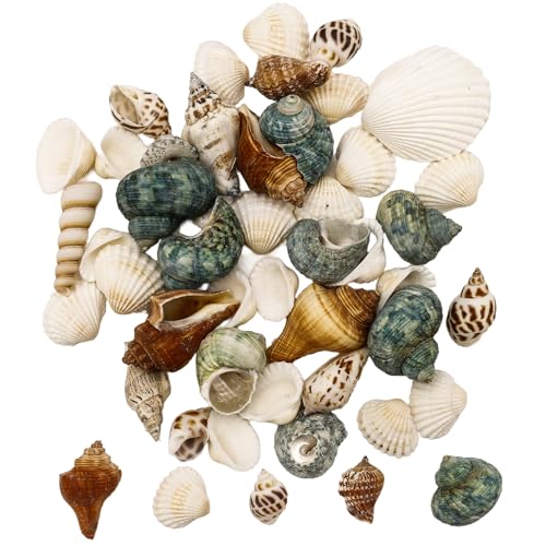 Nurila Muscheln Gemischt, 200g Muscheln Zum Basteln, Muscheln Deko Shells Zum Basteln, Perfekt Für Vase Füllstoffe Vase, Füller Strand Home Hochzeit Dekorationen DIY Handwerk