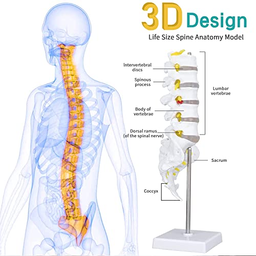 Image of Life Size Lumbar Vertebrae Sacrum Coccyx & Nerves Anatomical Spinal Column for Chiropractor, Medical Students, Teaching & Demonstration