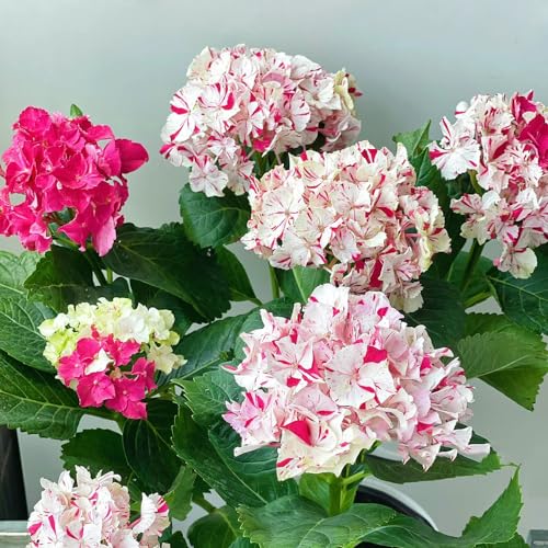 ortensia - interni semi selvatici, autunno giardino del balcone semi esotici scalapanti selvatici bonsái perenni 200pcs