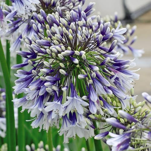 Image of Agapanthus 'Fireworks' - African Blue Lily - Hardy Perennial with Exotic Two-Tone Flowers – 1x 3 Litre Potted Plant by Thompson & Morgan