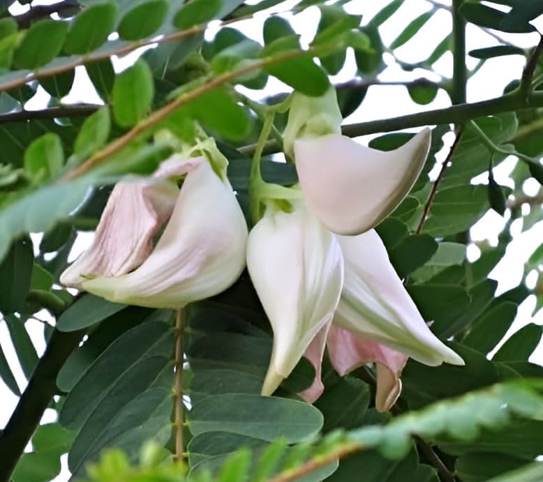 Image of Bok Live Flower Plant for Garden Balcony Outdoor Natural Fragrance | Healthy Nursery Plant with Seasonal Blooms | Ideal for Pots Terrace Landscaping and Refreshing Floral Ambience