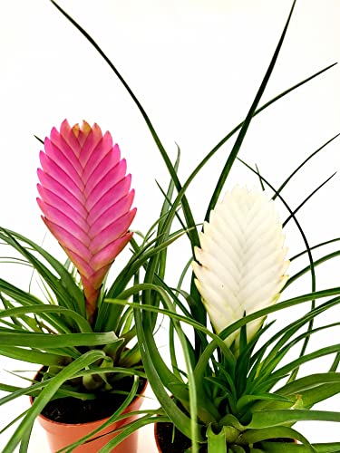 POWERS TO FLOWERS - TILLANDSIA CYANEA 2 PIANTE, BIANCA E FUCSIA, piante vere