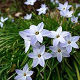 Natural Bulbs