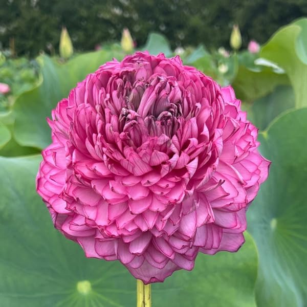 ZXXYANBI 1000 Petals Lotus Tuber Root Flowerng Plant, Tree Granted Blooming 30 Days’| Fresh Healthy Tuber | Easy to Grow | Outdoor Water Plant For Home Garden
