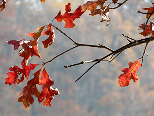 Pin Oak | Medium Tree Seedling | The Jonsteen Company #TOP1