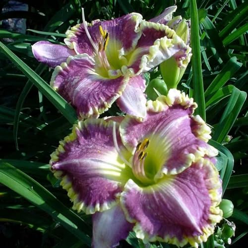 VCUYHKMB Daylilies Rizoma - Días perennes resistentes al invierno, rizoma Hemerocallis para plantación exterior-8tubérculos-G