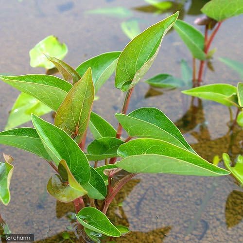 Amazon ビオトープ 水辺植物 サウルルス アメリカハンゲショウ １ポット 抽水植物 休眠株 Charm チャーム 生体水草 通販