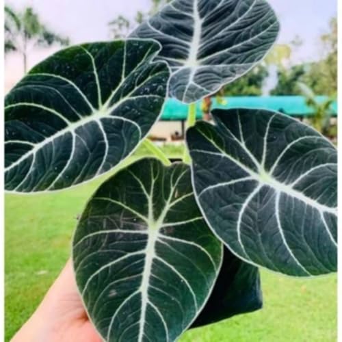Sets 5 Alocasia Black Velvet Live Plants Indoor, 4-6 Inches